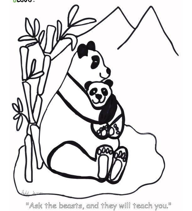 SeedPod Beginners | Week 19 – Panda Bears