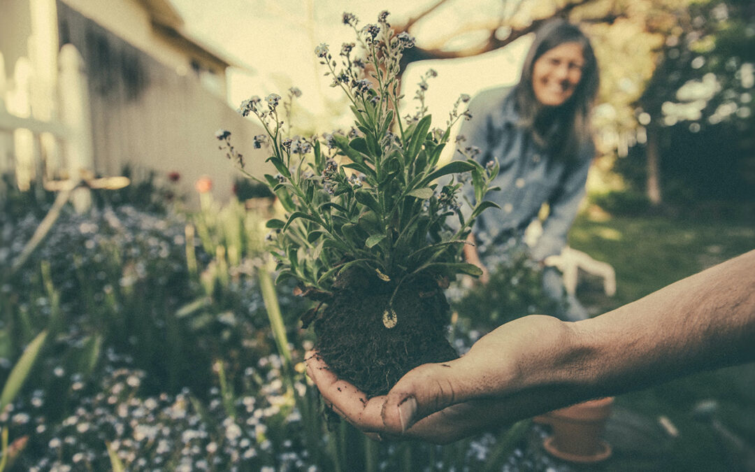 LESSON 45: STORIES ABOUT SEEDS